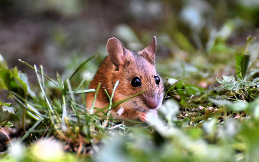 1755072 (a): :1920x1200